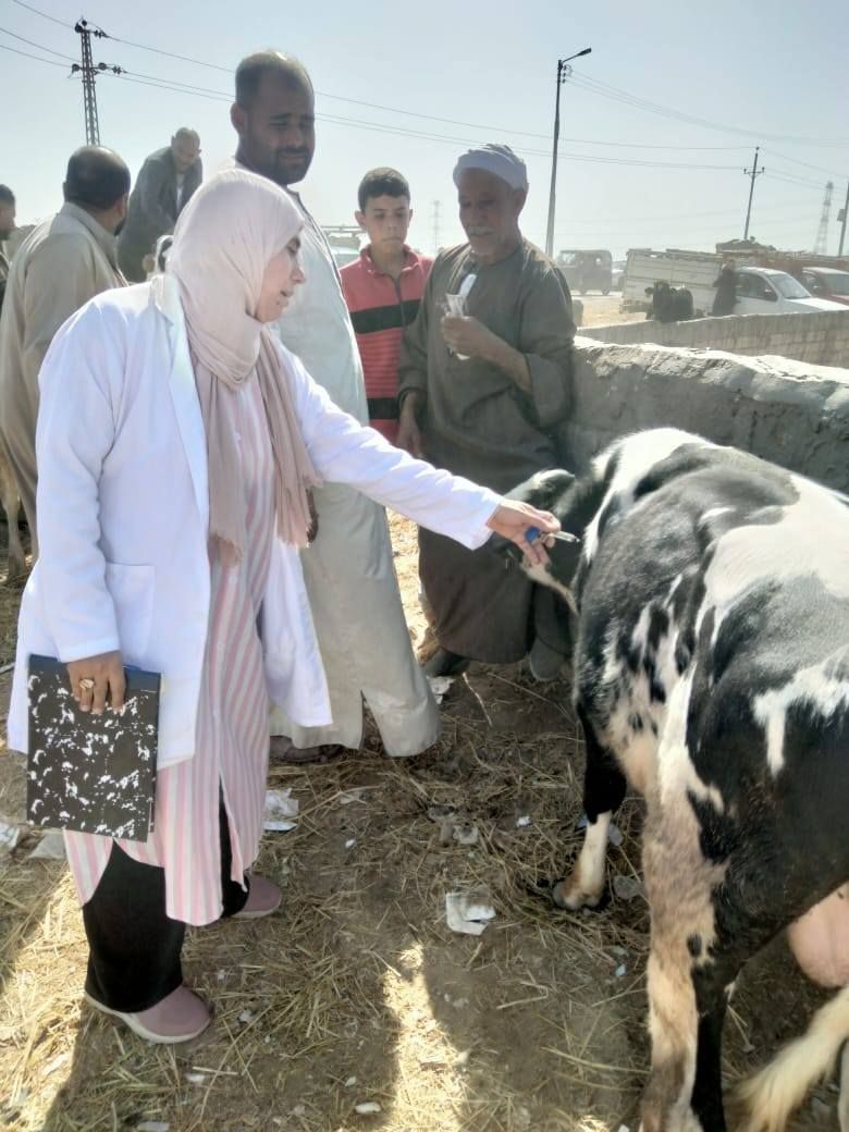 تحصين الماشية بسوق المواشي تحصين الماشية بسوق المواشي