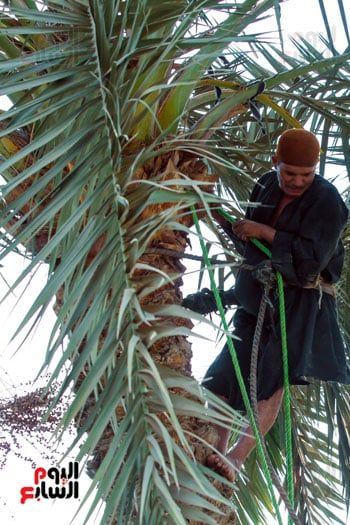 يجني البلح (2) يجني البلح (2)