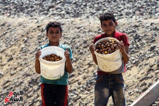 الاطفال يحملون البلح الاطفال يحملون البلح