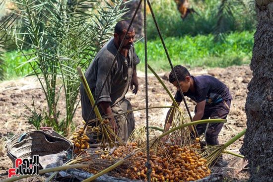 نقل البلح بعد تقطيعه نقل البلح بعد تقطيعه