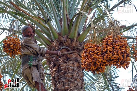الفرحة علي وجه عم حمدي الفرحة علي وجه عم حمدي