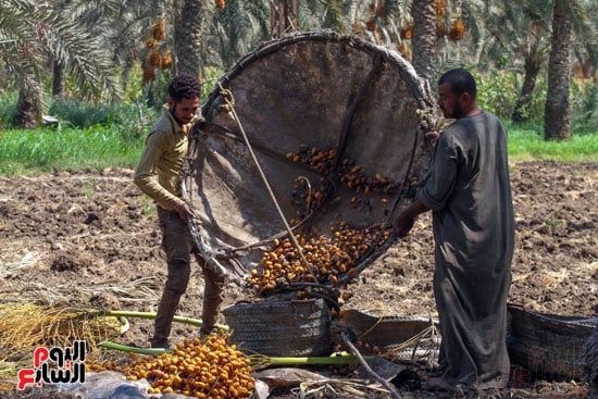 طبق البلح طبق البلح