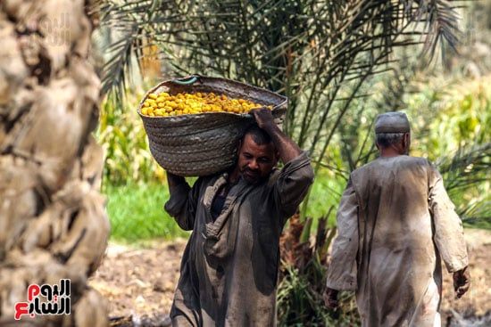 مصطفي ينقل البلح مصطفي ينقل البلح