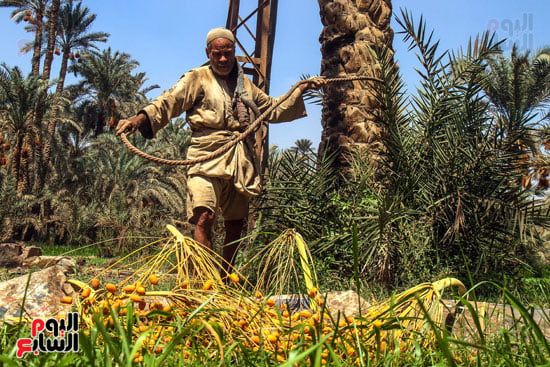 عم حمدي (3) عم حمدي (3)