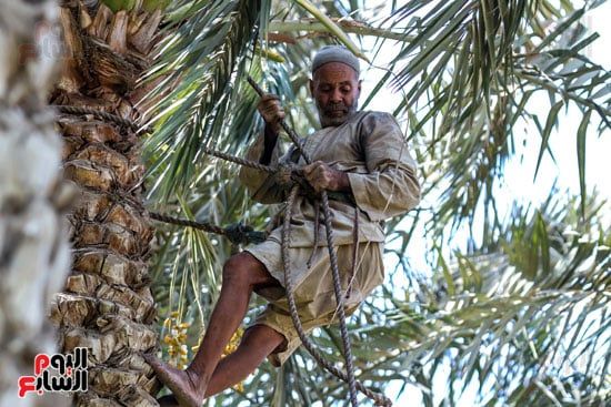 عم حمدي يجني ثمار البلح عم حمدي يجني ثمار البلح