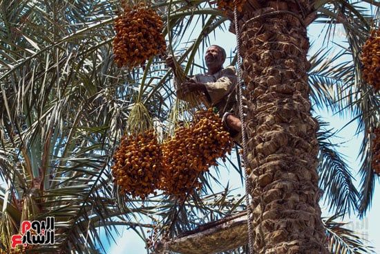 عم حمدي يجني البلح عم حمدي يجني البلح