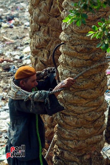 طالع النخل طالع النخل