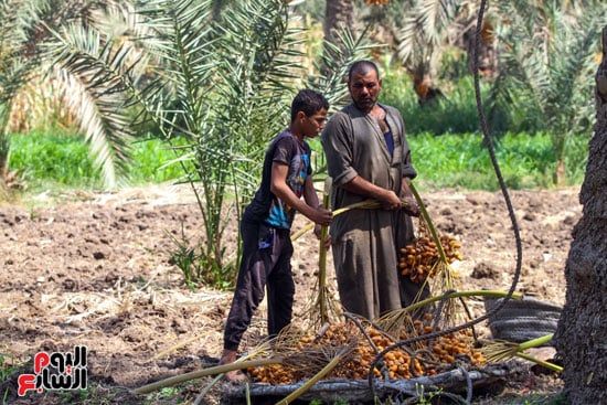 عمال البلح عمال البلح