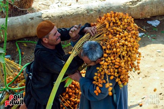 يقوم بنقل البلح يقوم بنقل البلح