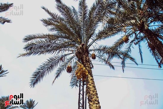 نخيل البلح السيوي نخيل البلح السيوي