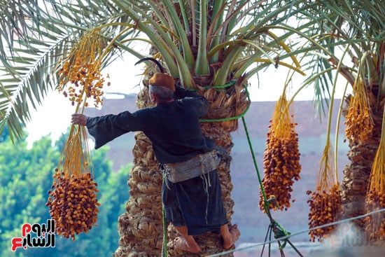يمسك باللح يمسك باللح