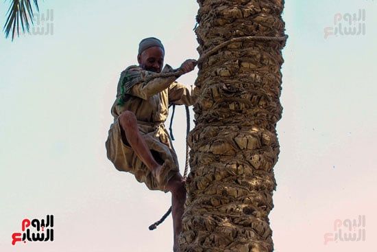عم حمدي يطلع النخلة عم حمدي يطلع النخلة