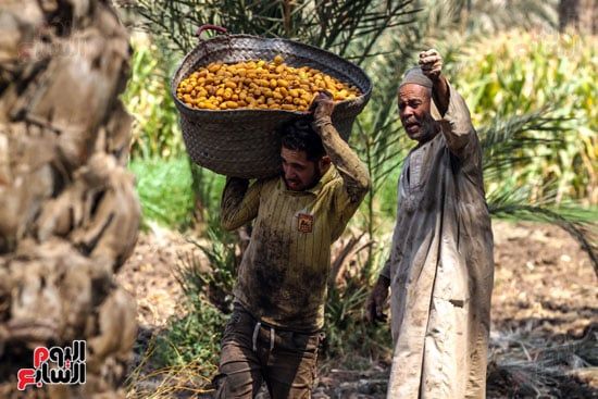 نقل البلح السيوي نقل البلح السيوي