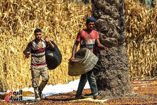 فرز البلح (2) فرز البلح (2)