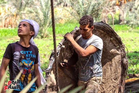 العامل ينقل طبق البلح العامل ينقل طبق البلح