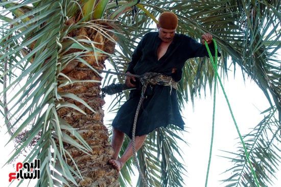 عامل جني البلح (2) عامل جني البلح (2)