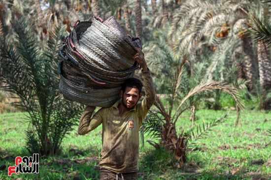 نقل وسائل تعبئة البلح نقل وسائل تعبئة البلح