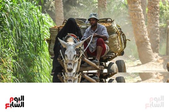 نقل البلح نقل البلح