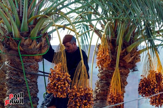 يقطع البلح يقطع البلح