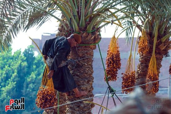 يجني البلح يجني البلح