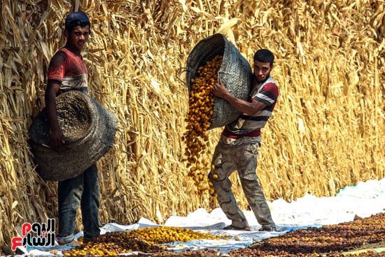 توزيع البلح في المنشر توزيع البلح في المنشر