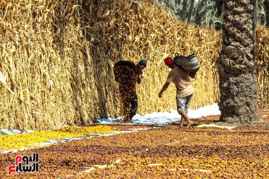 فرز البلح فرز البلح