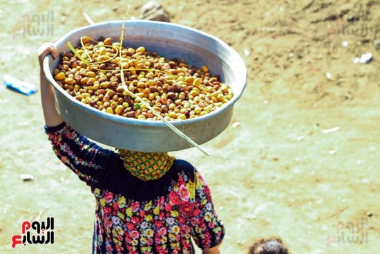 تنقل البلح تنقل البلح