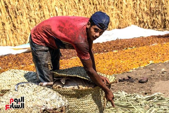 تعبئة البلح تعبئة البلح