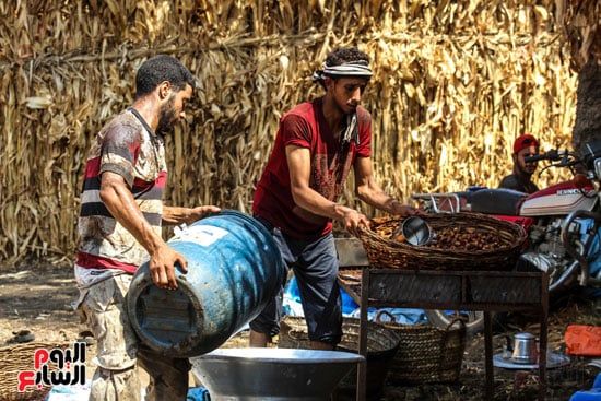 تنظيف البلح قبل تجفيفه تنظيف البلح قبل تجفيفه