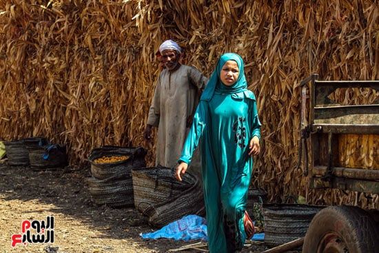 منشر البلح منشر البلح