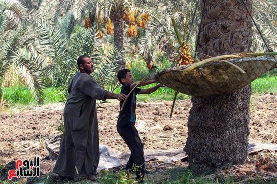 تنزيل طبق البلح تنزيل طبق البلح