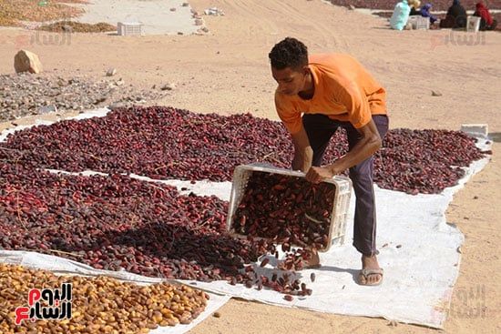 وضع-البلح-تحت-الشمس