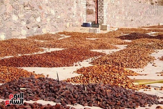 فرز-أصناف-البلح