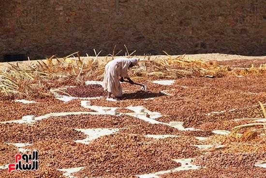 البلح-الأسوانى