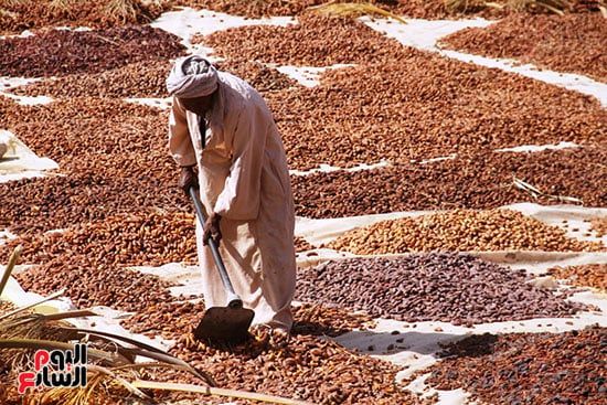 تقليب-البلح