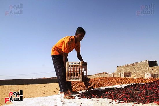 نقل-البلح