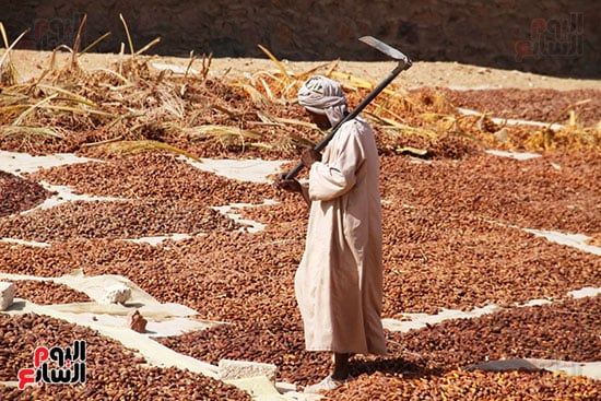 العم-حسام-يقلب-البلح-تحت-الشمس