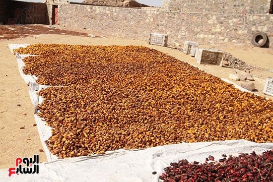منشر-بلح