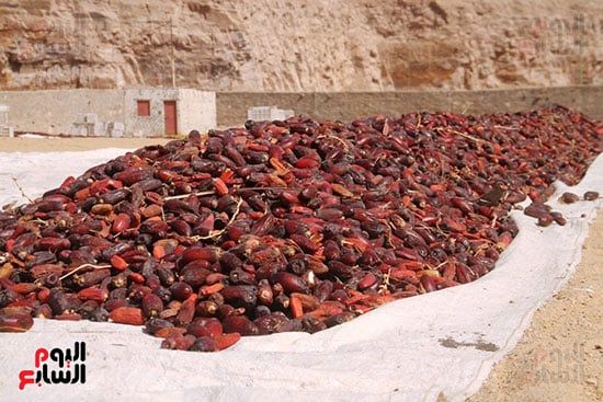 البلح