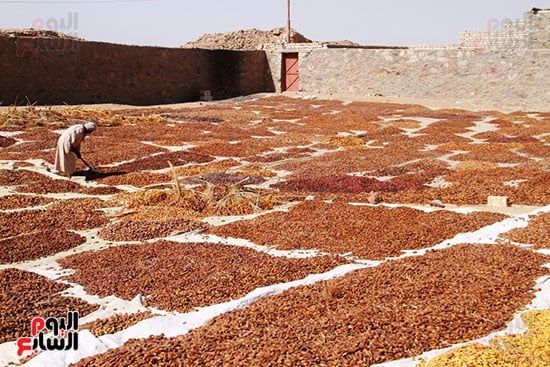 منشر-للبلح-فى-أسوان