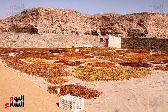 مناشر-البلح_1