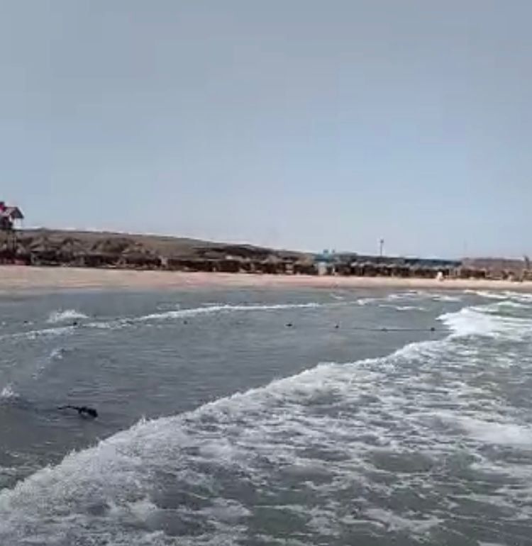شاطئ أبو دباب بمرسى علم شاطئ أبو دباب بمرسى علم