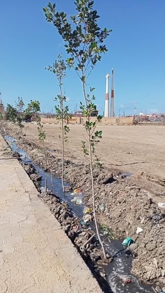 زراعة الاشجار بالبرلس زراعة الاشجار بالبرلس