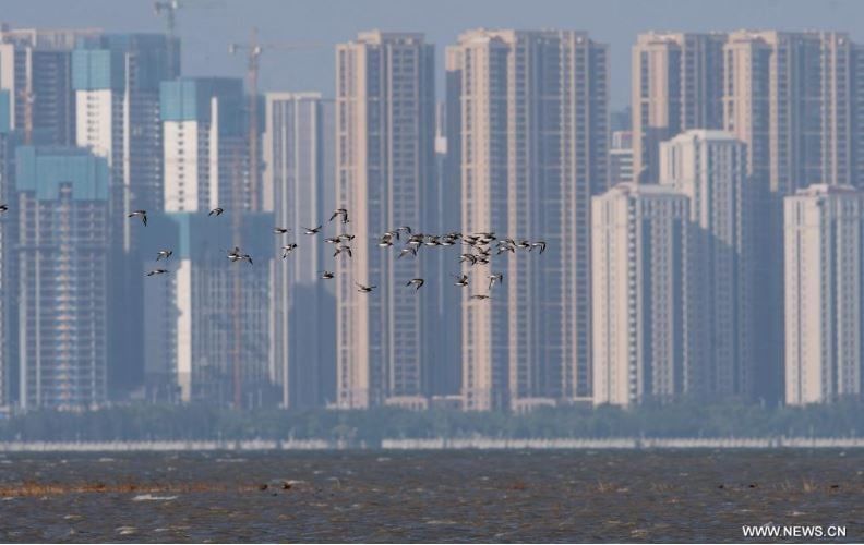 رحلة الطيور المهاجرة تصل الصين للاستمتاع بفصل الشتاء (3) رحلة الطيور المهاجرة تصل الصين للاستمتاع بفصل الشتاء (3)