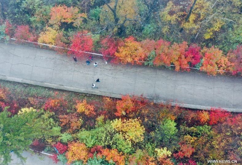 فصل الخريف يرسم لوحات بديعة على حدائق ومتنزهات الصين (5) فصل الخريف يرسم لوحات بديعة على حدائق ومتنزهات الصين (5)