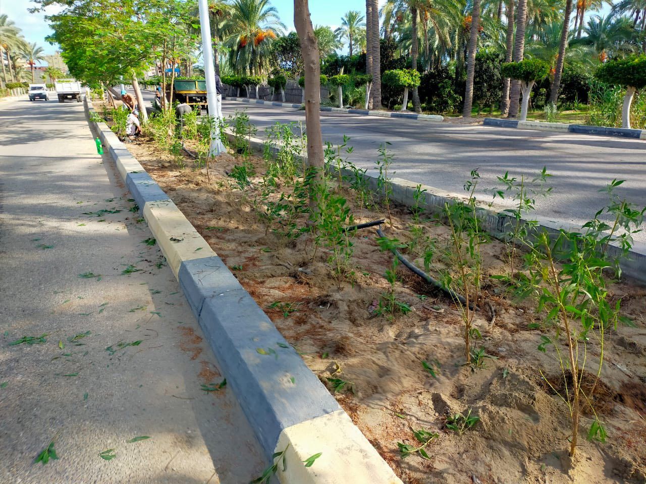 الإهتمام بزراعة الأشجار بمدينة بلطيم