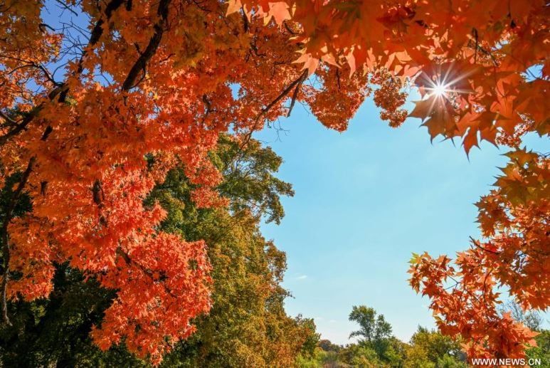 فصل الخريف يرسم لوحات بديعة على حدائق ومتنزهات الصين (2) فصل الخريف يرسم لوحات بديعة على حدائق ومتنزهات الصين (2)