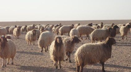 مزايا الدفع الغذائي في تربية الأغنام