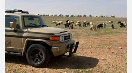 ضبط مواطن رعى 20 رأسًا من الأغنام في محمية الإمام تركي