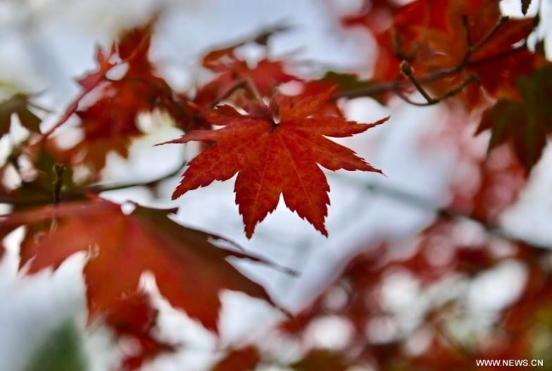 فصل الخريف يرسم لوحات بديعة على حدائق ومتنزهات الصين (4) فصل الخريف يرسم لوحات بديعة على حدائق ومتنزهات الصين (4)